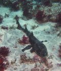 Petit requin endémique des Galapagos